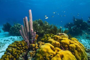 Aplysina archeri, soba borusu sünger 