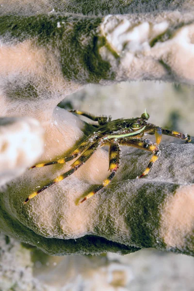 Crabe bagué, Mithrax cinctimanus : — Photo