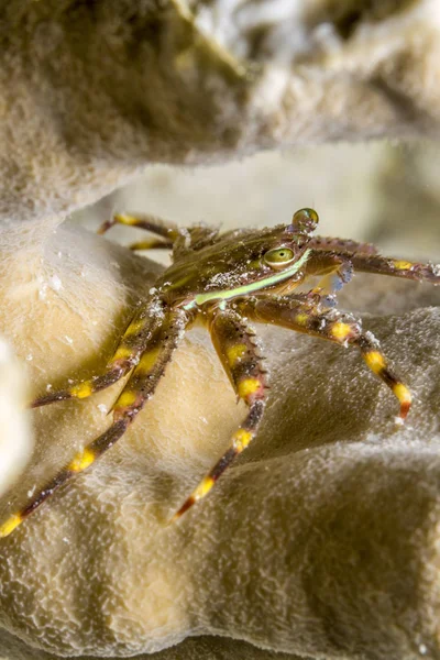 Banded Clinging Crab, Mithrax cinctimanus: — Stock Photo, Image