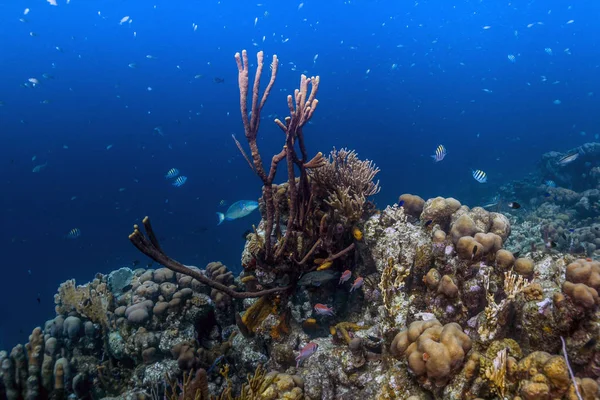 Récif corallien au large des côtes — Photo