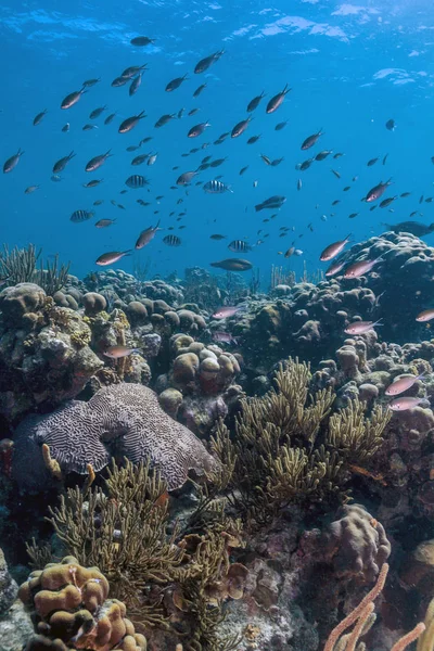 珊瑚礁岛博内尔 — 图库照片