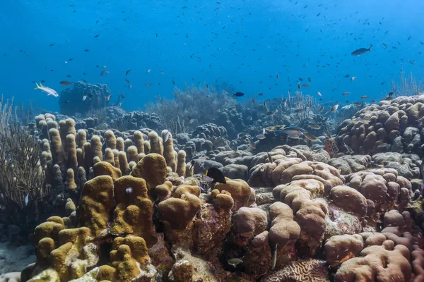 Korallenriff Insel Bonaire — Stockfoto