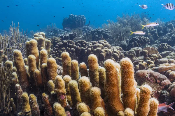 Récif corallien île de Bonaire — Photo