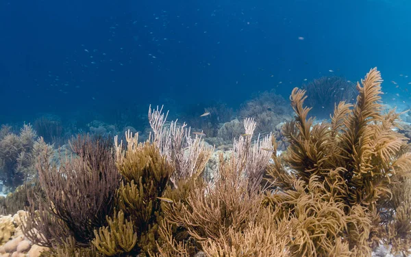 Korallrev utanför Bonaire — Stockfoto