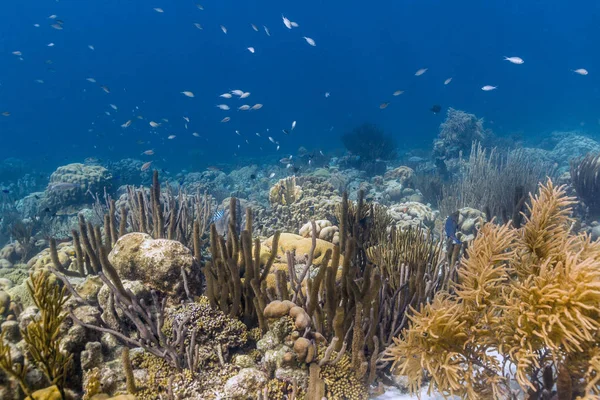 Recifes de coral fora de Bonaire — Fotografia de Stock