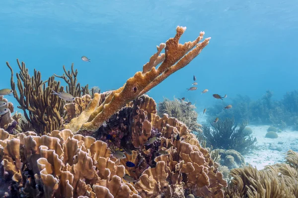 Elkhorn koralowych (Acropora palmata) — Zdjęcie stockowe