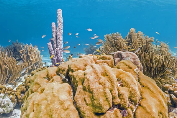 Aplysina archeri, esponja de tubo de cocina — Foto de Stock