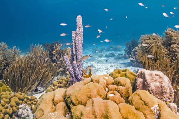 Aplysina archeri, soba borusu sünger — Stok fotoğraf