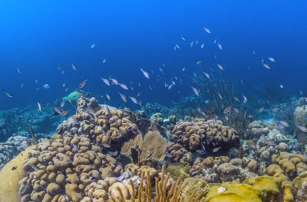 Кораловий риф острові Bonaire — стокове фото