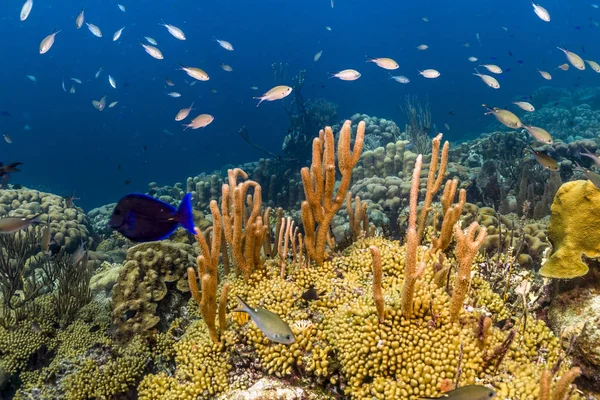 Récif corallien île de Bonaire — Photo