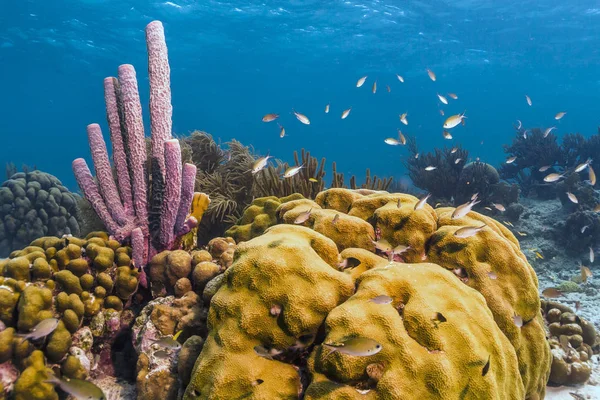 Aplysina archeri, esponja de tubo de fogão — Fotografia de Stock