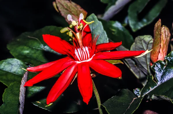 Red Passion flower — Stock Photo, Image