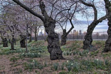 Bahar central park, new york city