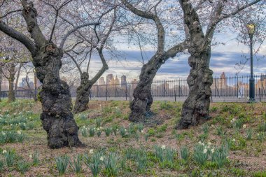 Bahar central park, new york city