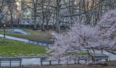 Bahar central park, new york city
