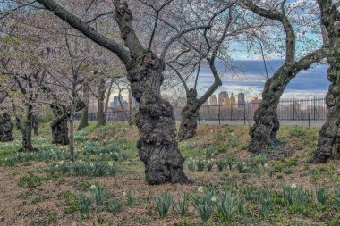 Bahar central park, new york city