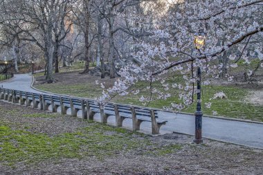 Bahar central park, new york city