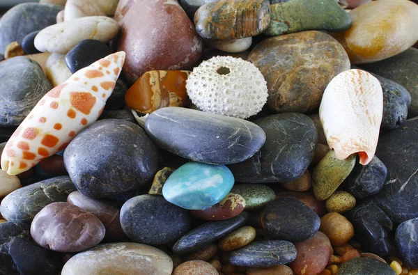 Rocas y conchas —  Fotos de Stock