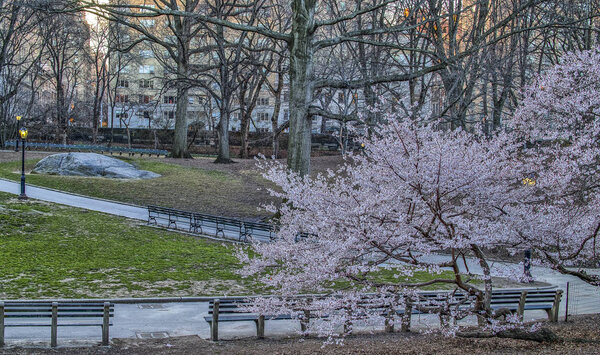 Central Park, New York City in early spring with Higans cherry trees
