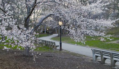 Bahar central park, new york city