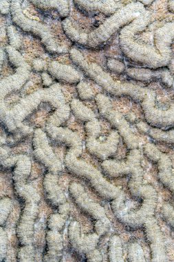  yivli büyük beyin mercan