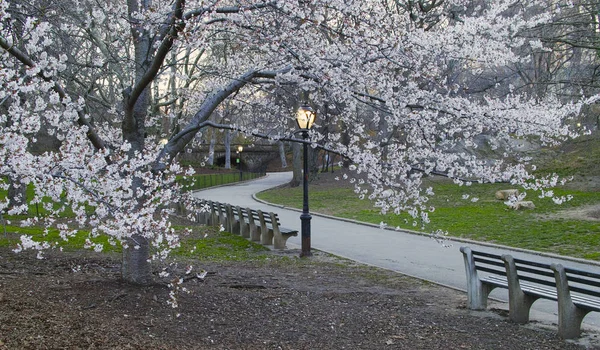 Central park, new york city våren — Stockfoto