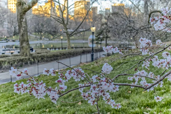 Central Park, Nueva York primavera — Foto de Stock