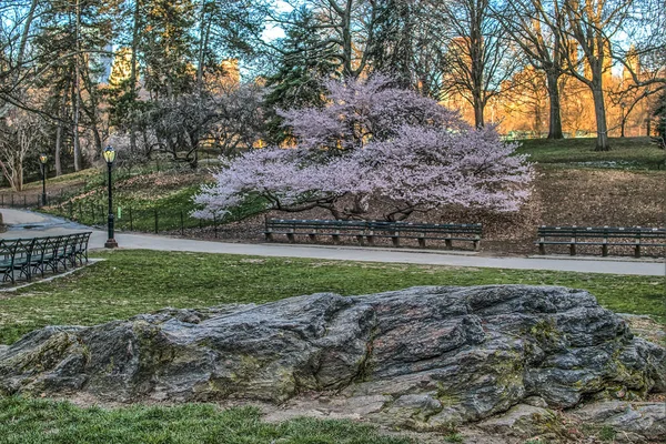 Central Park, New York Şehri — Stok fotoğraf