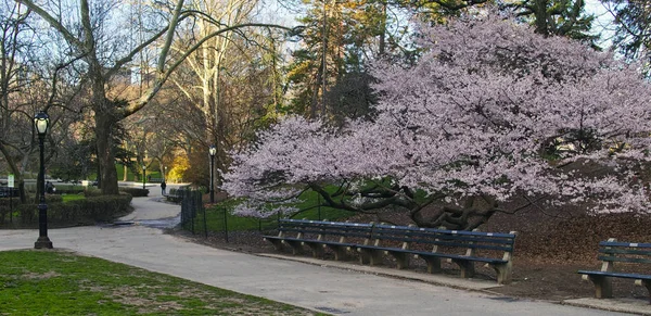 Central Park, New York város — Stock Fotó