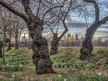 Central Park'ta bahar