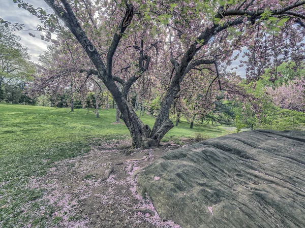 Central park, new york city våren — Stockfoto