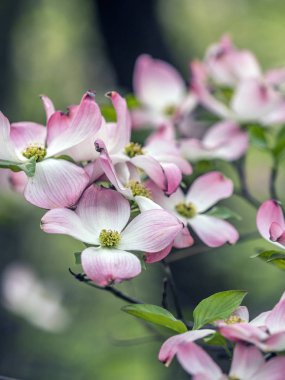 Dogwood tree in spring clipart