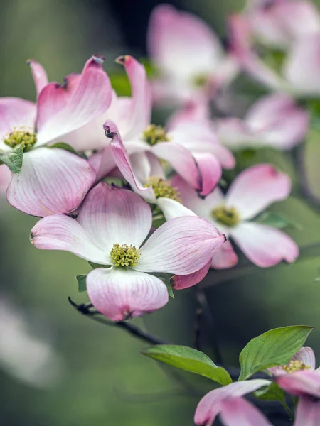 Весной дерево Догвуд — стоковое фото