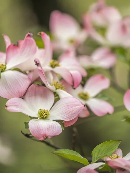 Весной дерево Догвуд — стоковое фото