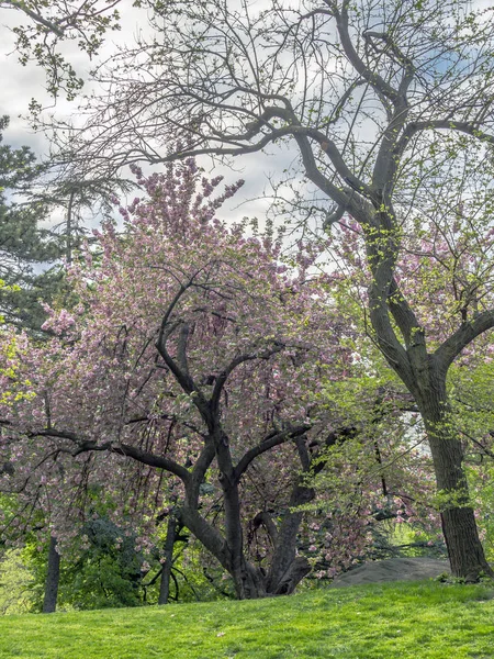 Central park, new york city jaro — Stock fotografie