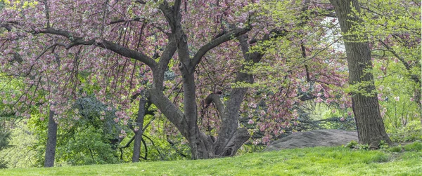 Central park, Nowy Jork wiosna — Zdjęcie stockowe