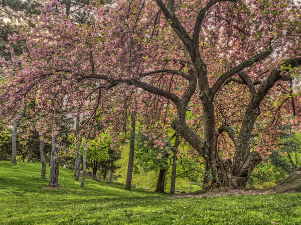 Central park, new york city jaro — Stock fotografie