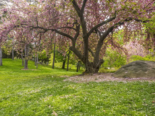 Central Park, primavera a New York — Foto Stock