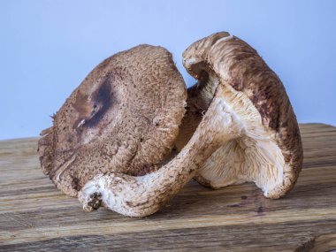 shiitake, Lentinula edodes