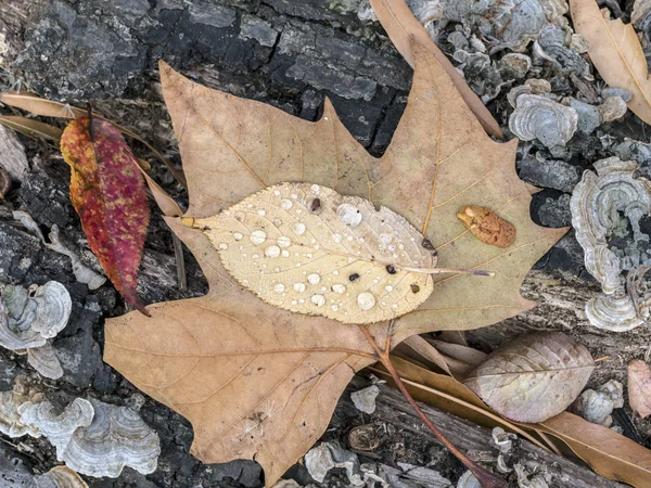 Automne nature morte avec des feuilles — Photo