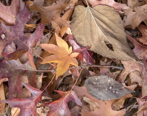 Jesień martwa natura z liśćmi — Zdjęcie stockowe
