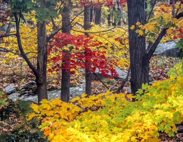 Осінь в лісі — стокове фото