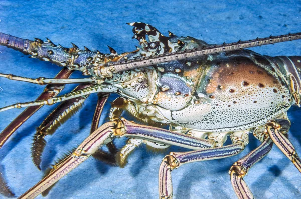 Metanephrops binghami,Caribbean lobster — Stock Photo, Image