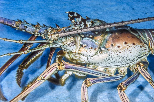 Metanephrops binghami, homard des Caraïbes — Photo