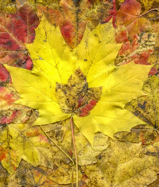 Akçaağaç sonbahar yaprakları — Stok fotoğraf
