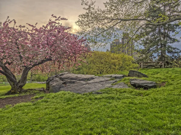 Central park, Nowy Jork wiosna — Zdjęcie stockowe