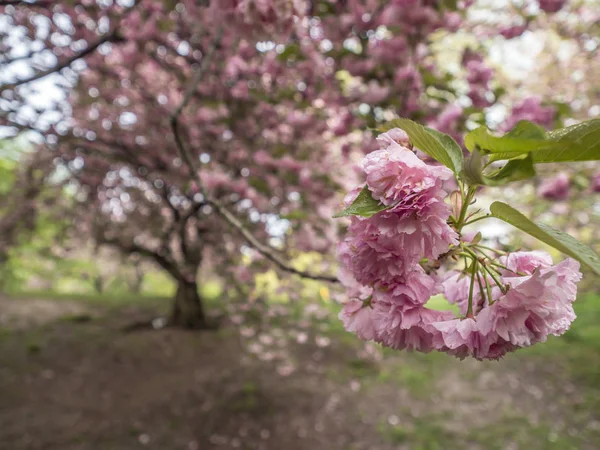 Central Park, New York City spring — Stock Photo, Image