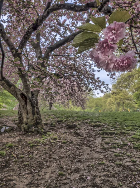 Central park, Nova Iorque Primavera — Fotografia de Stock