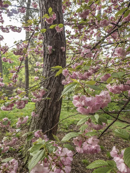 Central Park, New York City Spring — Stockfoto