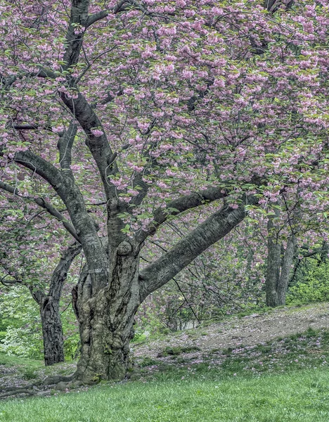 Bahar central park, new york city — Stok fotoğraf